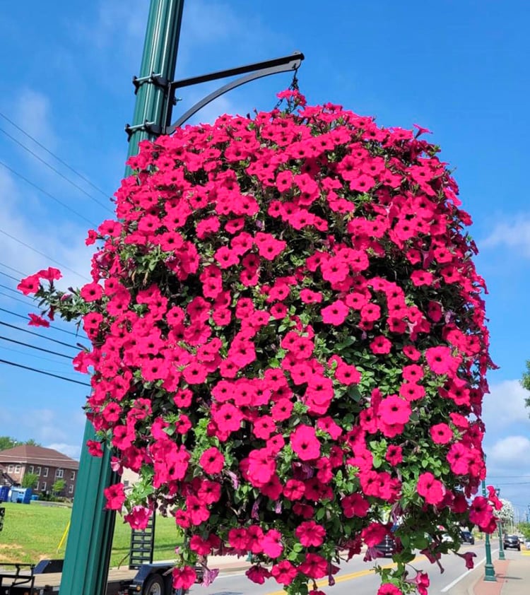 🌺UV Simulation Artificial Morning Glory