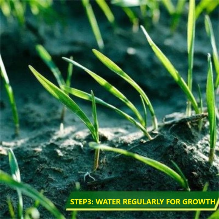 🔥BUY 3 GET 3 FREE (6PCS)🔥 Grass Seed Mat- 2MIN TO INSTALL