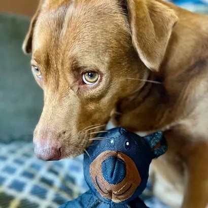 Durable Dog Toys