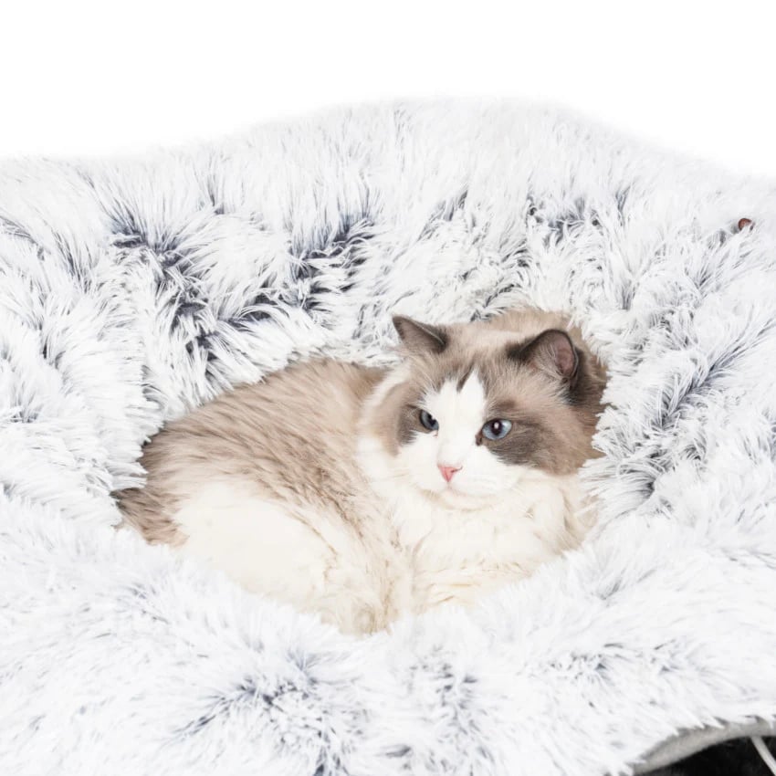 2-in-1 Collapsible Cat Tunnel & Bed: Where Adventure Meets Nap Time